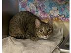 Haley Dunphy Domestic Shorthair Young Female