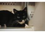 69043a Phoebe-Pounce Cat Cafe Domestic Shorthair Adult Female
