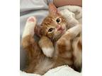 Barney Domestic Shorthair Kitten Male