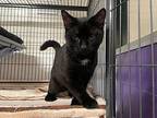 Sam Domestic Shorthair Young Male