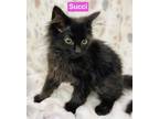 Succi Domestic Longhair Kitten Male