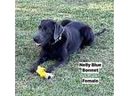 Nelly Blue Bonnet Labrador Retriever Adult Female