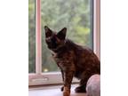 Lyra Domestic Shorthair Kitten Female