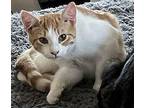 Esme American Shorthair Kitten Female