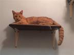 Adopt Fun Guy Pumpkin Shark! a Orange or Red Tabby Domestic Shorthair / Mixed