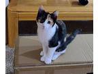 Oriana Domestic Shorthair Kitten Female