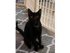 Adopt Onyx a Black (Mostly) Domestic Shorthair / Mixed (short coat) cat in