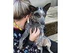 Jupiter Australian Cattle Dog Young Female