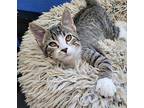 Duende Domestic Shorthair Kitten Male