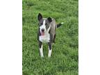 Adopt SNEAKERS a Gray/Silver/Salt & Pepper - with White Border Collie / Mixed