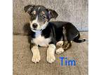 Tim Mixed Breed (Medium) Puppy Male