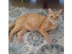 Adopt (Mr.) Noel #lap-kitty-bed-buddy a Orange or Red Tabby Domestic Shorthair /