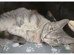 C23-201 Adora Domestic Shorthair Adult Female