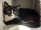 Lily Domestic Shorthair Adult Female