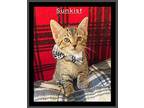 Sunkist Domestic Shorthair Kitten Female