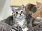 Tairn Domestic Shorthair Kitten Male
