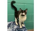 Pawdrey Hepburn Domestic Shorthair Young Female