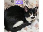 Faith Domestic Shorthair Kitten Female