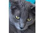 Adopt Jenny a Gray or Blue (Mostly) Russian Blue / Mixed (short coat) cat in Los