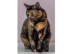 Adopt Saracha a Tortoiseshell Domestic Shorthair / Mixed (short coat) cat in