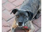 Adopt Cowboy a Mountain Cur / Mixed dog in Oklahoma City, OK (31995041)