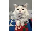 Adopt Davis a Black & White or Tuxedo Domestic Longhair / Mixed (long coat) cat