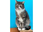 Adopt Conrad a Gray, Blue or Silver Tabby Domestic Shorthair / Mixed (short