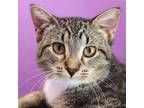 Adopt Trish a Gray, Blue or Silver Tabby Domestic Shorthair / Mixed (short coat)