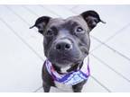 Adopt Esperanza a Black American Pit Bull Terrier / Mixed dog in Kansas City