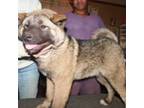 Akita Puppy for sale in Carthage, MO, USA