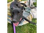 Adopt Belle a Black - with White Mixed Breed (Medium) / Mixed dog in Garnet