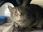 Adopt Mel a Brown Tabby Domestic Shorthair / Mixed (short coat) cat in Cuyahoga