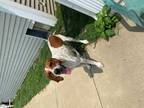 Adopt Earl a Tricolor (Tan/Brown & Black & White) Treeing Walker Coonhound /