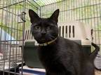 Adopt Mara a All Black Domestic Shorthair / Mixed (short coat) cat in