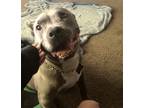 Adopt Mocha a Gray/Silver/Salt & Pepper - with White American Pit Bull Terrier /