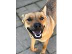 Adopt Miley a German Shepherd Dog / Mixed dog in Incline Village, NV (37780921)