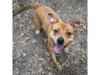 Adopt Princess a Brown/Chocolate American Pit Bull Terrier / Mixed dog in