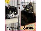 Adopt Venus & Serena, Willow Grove PA 2/14/2023-131,116 a Black (Mostly)