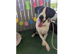 Adopt Sturgill a Black - with White Mixed Breed (Medium) / Mixed dog in Fenton