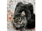 Adopt Ina Garten a Domestic Longhair / Mixed (short coat) cat in Alpharetta