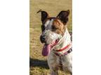 Adopt Stix a Brindle - with White Australian Cattle Dog / Cattle Dog / Mixed dog