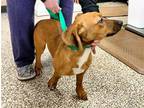 Little Red (8mo, 25lbs) Basset Hound Young Male