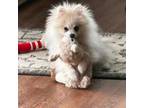 Pomeranian Puppy for sale in Decatur, AL, USA