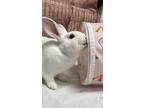 Adopt Galliano a Bunny Rabbit