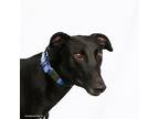 Adopt Knight a Black Greyhound / Mixed dog in Woodinville, WA (36898460)