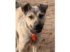 Adopt Kaylee a German Shepherd Dog, Shepherd