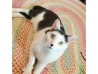 Adopt Sebastian a Domestic Shorthair / Mixed cat in Potomac, MD (37501074)