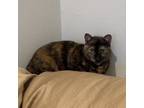 Adopt Bean - A tortie needing love a Tortoiseshell