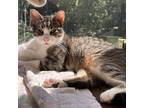 Adopt Baby Boy a Domestic Shorthair / Mixed cat in Rocky Mount, VA (37578347)