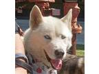 Adopt Niles a White - with Red, Golden, Orange or Chestnut Siberian Husky /